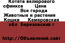 Котята велюрового сфинкса. .. › Цена ­ 15 000 - Все города Животные и растения » Кошки   . Кемеровская обл.,Березовский г.